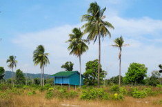Palm trees and a small house on Cambodia's Koh Rong.