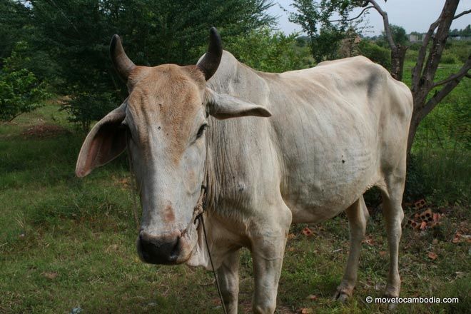 Living in the provinces of Cambodia A cow in Kandal province, Cambodia.