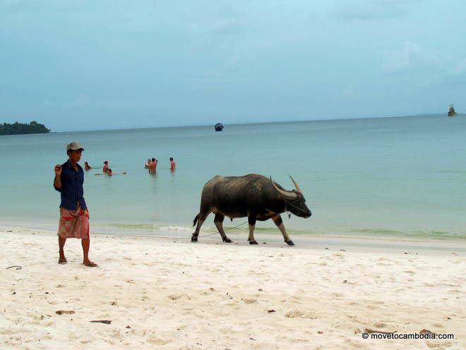 A boy walks a water buffalo along the beach in Cambodia