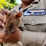 hero rats Siem Reap