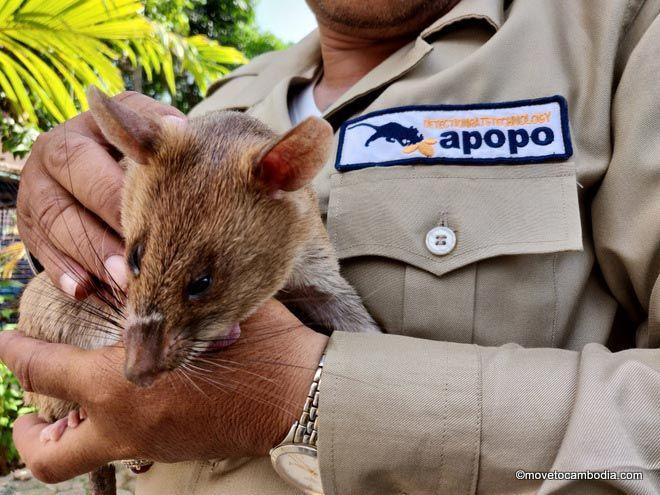 hero rats Siem Reap