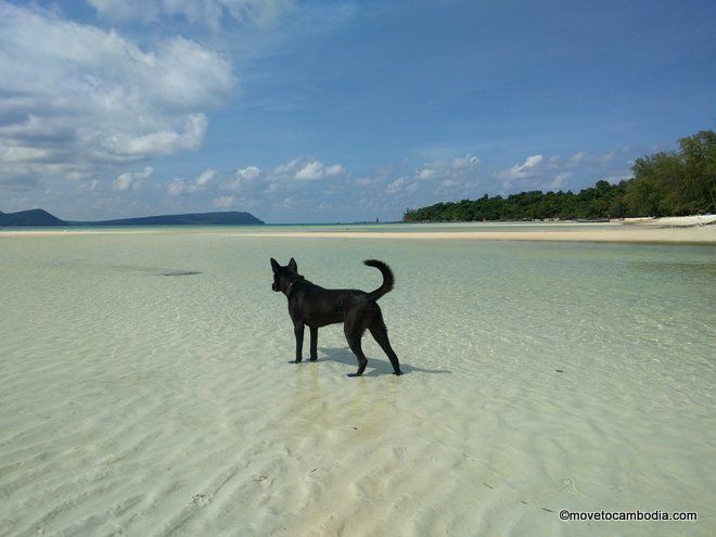 dogs on Cambodia islands