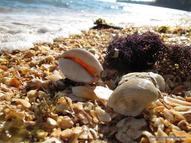 Sea shells on Koh Thmei