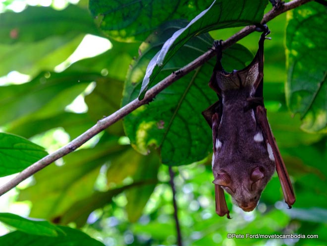 forest bat cambodia