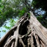 Preah Vihear forest