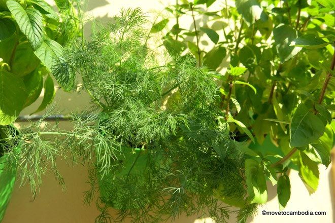 We grow the herbs we can't find at the market, such as Italian basil and dill.