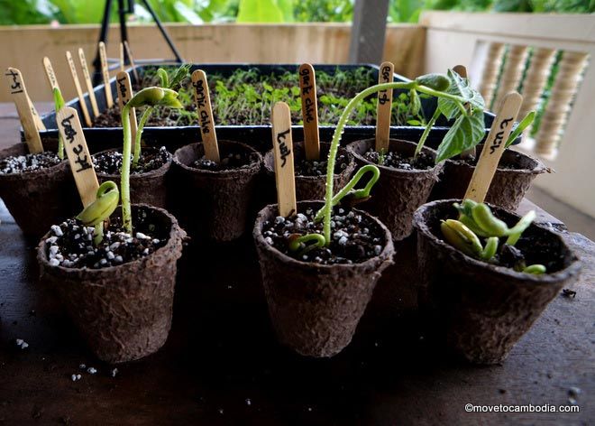growing seedlings in Cambodia