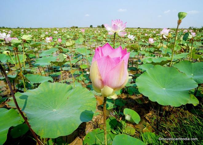 Lotus flowers in lotus field